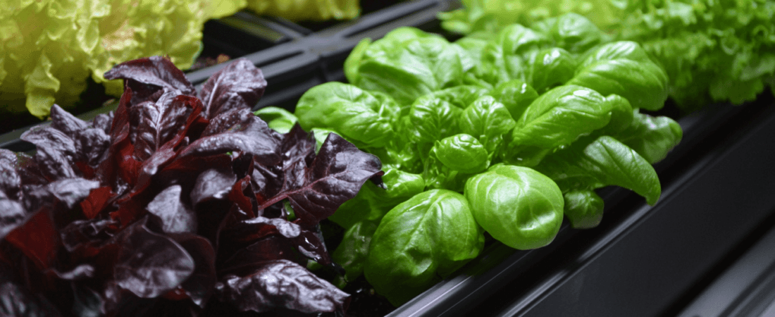 Gardening in Small Spaces: Tips for Dorm Rooms, Apartments, and Tiny Homes