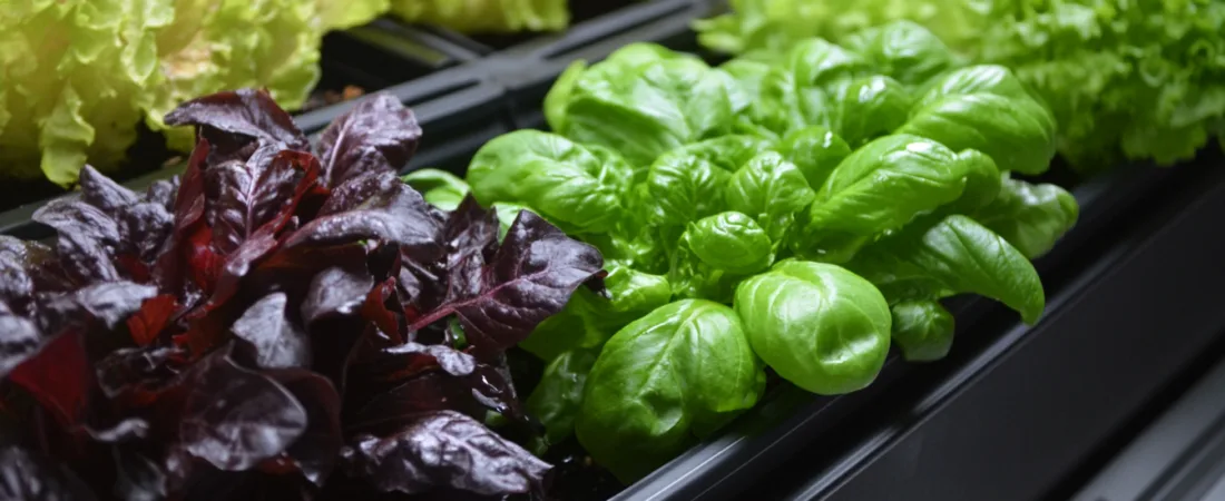 Gardening in Small Spaces: Tips for Dorm Rooms, Apartments, and Tiny Homes