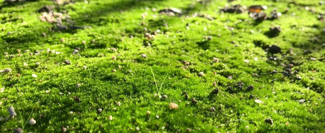 5 Beautiful and Eco-Friendly Traditional Lawn Alternatives