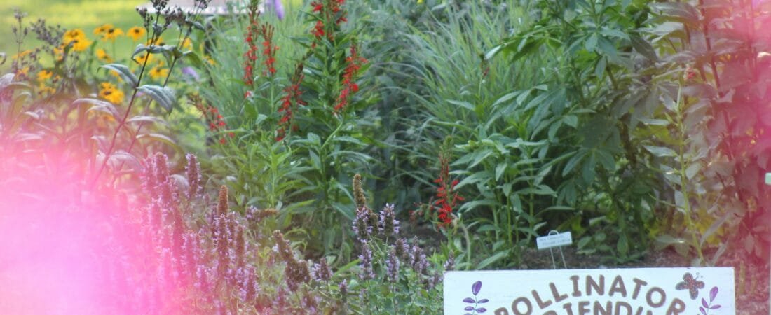 Creating a Pollinator Garden That Thrives in Most U.S. Zones