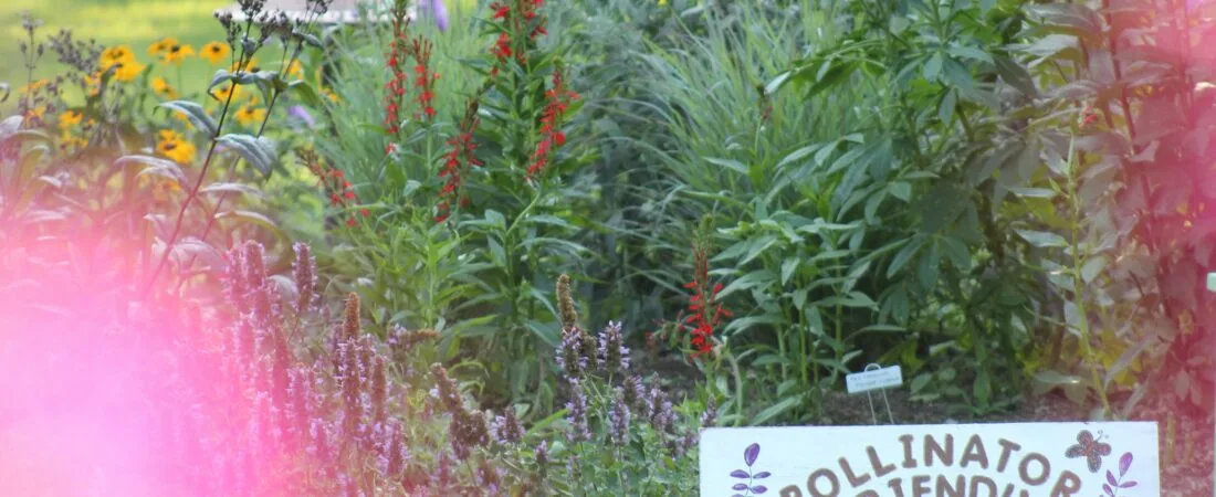 Creating a Pollinator Garden That Thrives in Most U.S. Zones