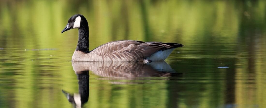 Pond Stocking: How to Build a Natural Pond That Lasts for Generations