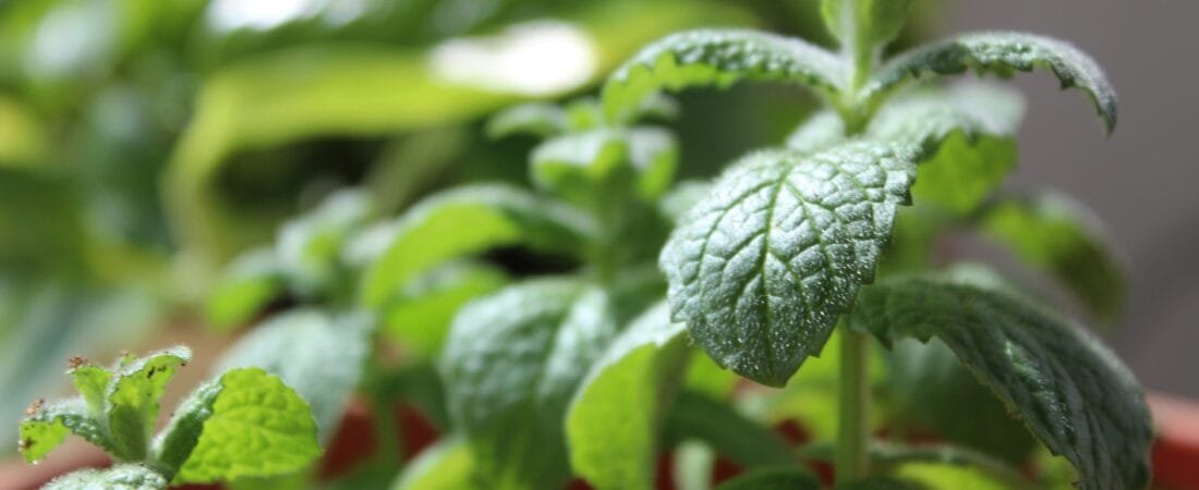 DIY Herbal Remedies: From Garden to Medicine Cabinet