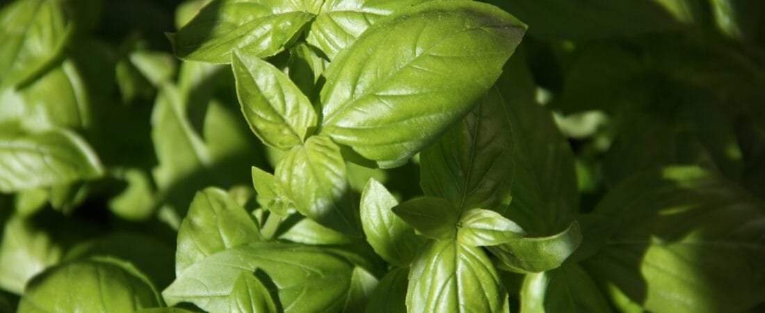 15 Ways to Up Your Basil Game: Versatile Ways to Use Basil to Your Advantage