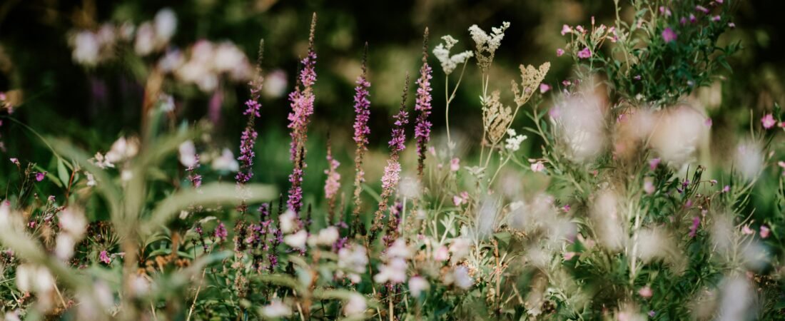 Bright, Resilient, and Beautiful: The Best Native Wildflowers to Plant in Your Garden