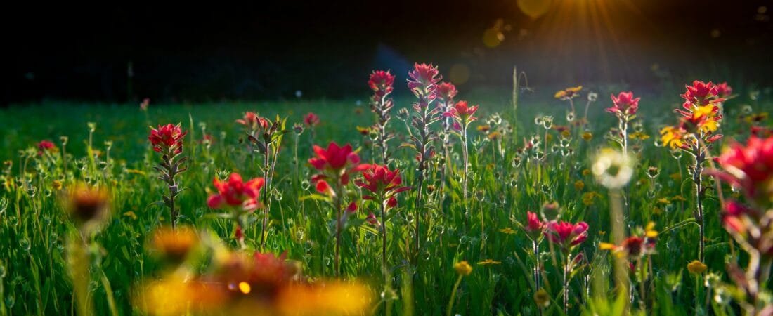 Quick Guide: When to Plant Your Wildflowers