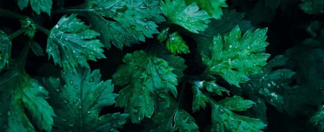 The Magic of Mugwort: Exploring the Benefits of Mugwort Tea