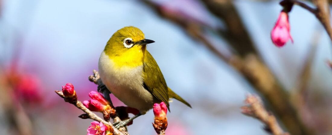 Bird Theory: Why the Smallest Moments Hold the Biggest Power in Your Relationship