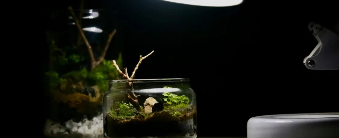 Tiny Worlds in Glass: Terrarium Basics for Beginners