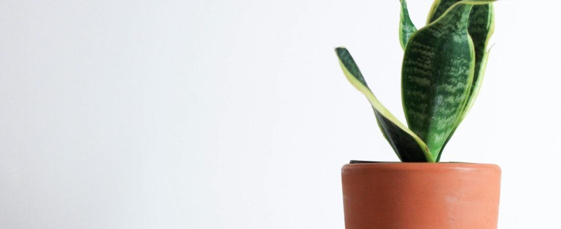 Snake Plants: A Quick Guide to Indoor Care