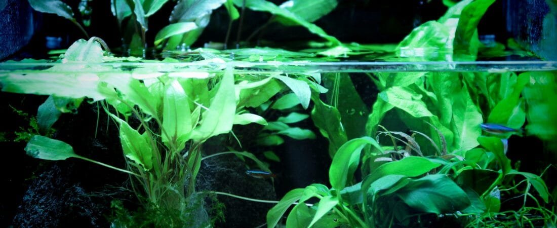 The Tiny World on Your Desk: Keeping Bladder Snails as Miniature Pets