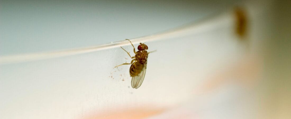 Fungus Gnats in Your Home? Here’s How to Get Rid of Them (Without the Stress)