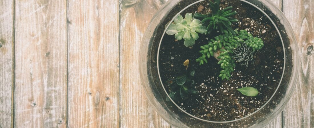 The Best Plants for a Terrarium, and Why