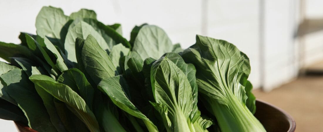 Fresh Bok Choy & Radish Kimchi (No Fermentation Needed!)